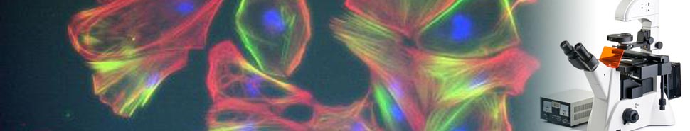 擺動電磁鐵定制